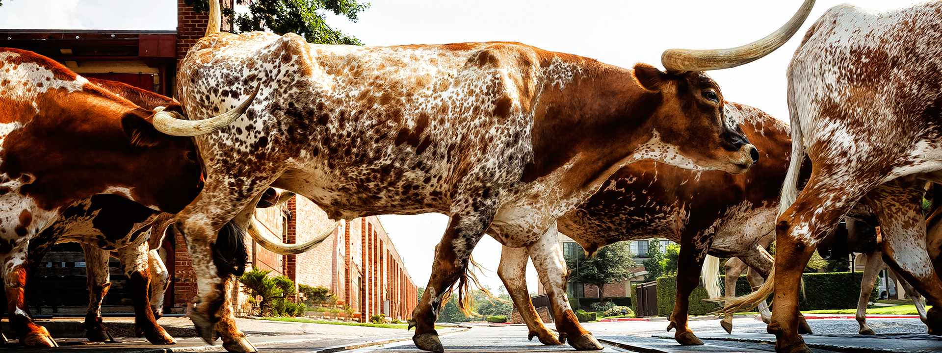 Local Touch - Texas Longhorn Cattle Drive